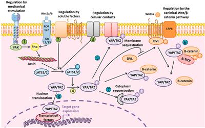 YAP/TAZ in Bone and Cartilage Biology